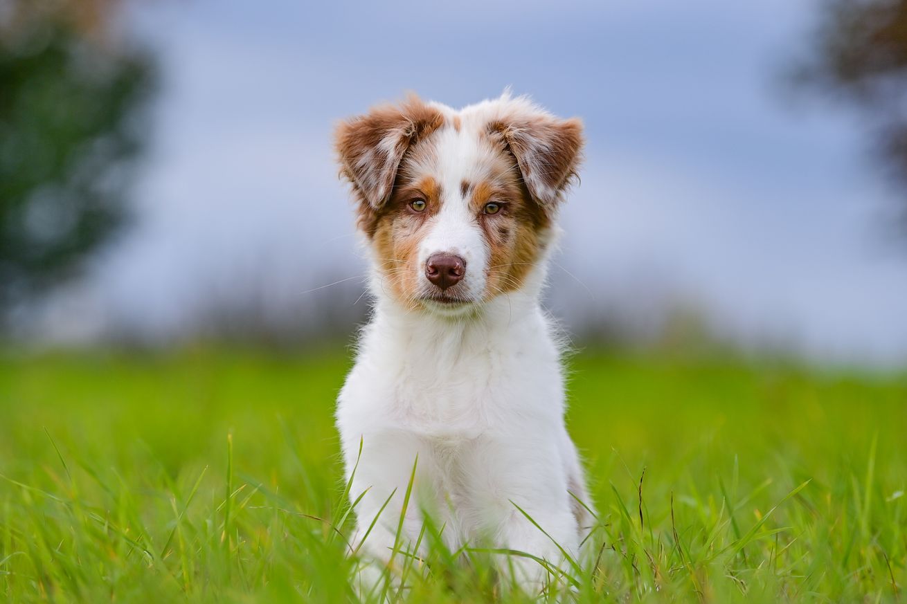 Australian Shepherd