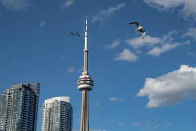 Iconic CN Tower in the city skyline. Seagull flying in a...